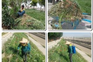 عملیات حذف علفهای هرز از سطح پارک‌ها و فضای سبز