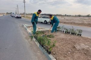 کاشت گلهای فصلی در میدان ورودی شهر صالحیه از سوی خیابان شهید کشوری