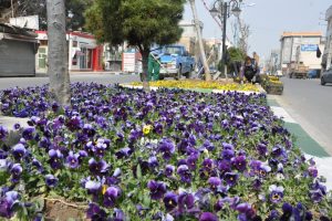 اقدامات بهارانه شهرداری صالحیه در استقبال از نوروزی پر از شور و نشاط