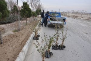 کاشت 10هزار اصله نهال شمشاد در انتهای بلوار سی متری ولیعصر (عج)