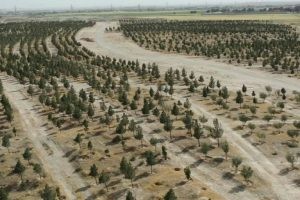 ?گزارش تصویری از محل پارک جنگلی بزرگ شهر صالحیه