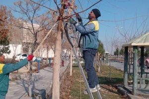 تداوم هرس زمستانه درختان و درختچه ها و ایجاد چسب هرس جهت پیشگیری از خسارات احتمالی سرما زدگی و خشک شدن در بوستان‌ها و سایر نقاط شهر به همراه جمع آوری شاخ و برگهای هرس شده و زائد