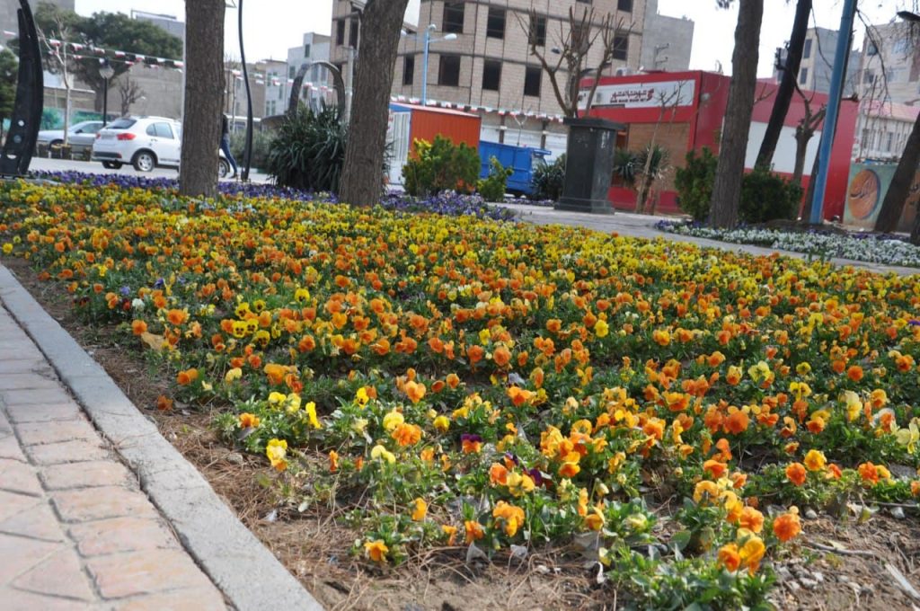 پیش بسوی بهار؛ فرش گلهای فصلی در معابر شهر صالحیه