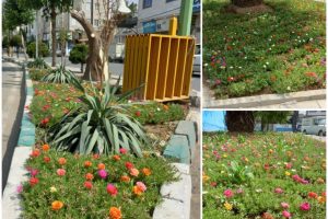 تداوم گلکاری و کاشت گل های بهاری در صالحیه