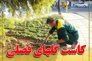 کاشت گلهای فصلی توسط سازمان فضای سبز و سیما منظر شهرداری صالحیه