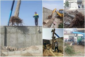 درخت ۴۱ ساله در مسیر عملیات عمرانی خیابان شهید نقاوت جابجا شد