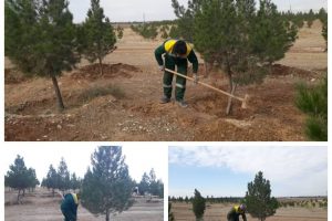 عملیات تشتک گذاری به منظور اصلاح و آزادسازی تشتک درختانی که آبخوری مناسبی نداشته انجام میشود