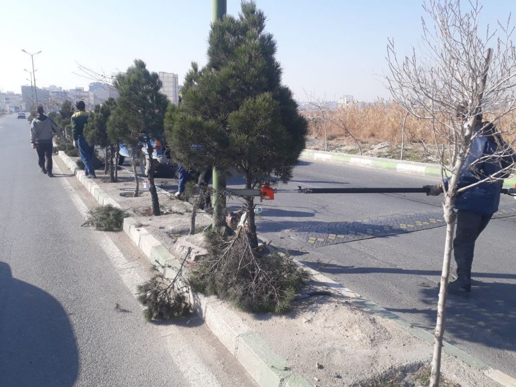 هرس درختان خیابان شهید کشوری