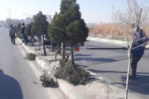 هرس درختان خیابان شهید کشوری