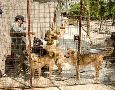اجرای طرح جمع آوری سگ های ولگرد در صالحیه