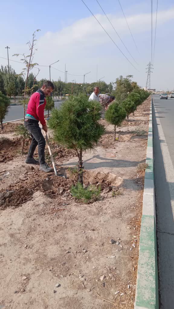 اجرای تشتک گذاری درختان بلوار آیت اله رفسنجانی