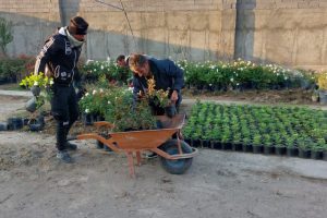 کاشت و برداشت گل‌های فصلی در گلخانه شهرداری صالحیه