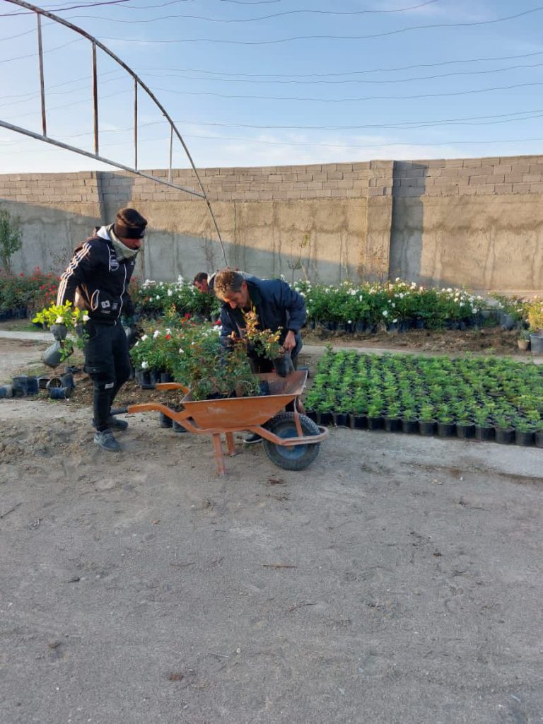 کاشت و برداشت گل‌های فصلی در گلخانه شهرداری صالحیه